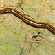 A hammerhead flatworm (Bipalium vagum) in French Guyana